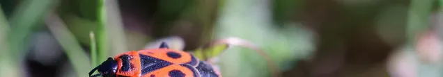 form-url-in-firebug form-url-in-firebug